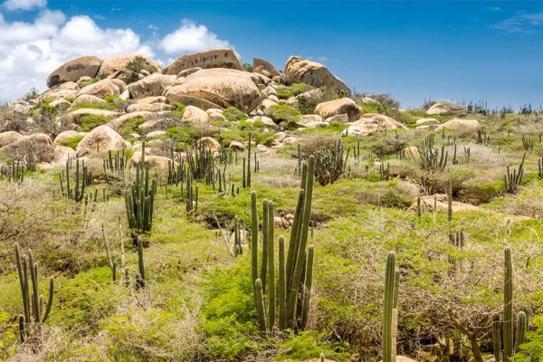 Aruba’s Alluring Ascent: Conquering the Island’s Best Hikes